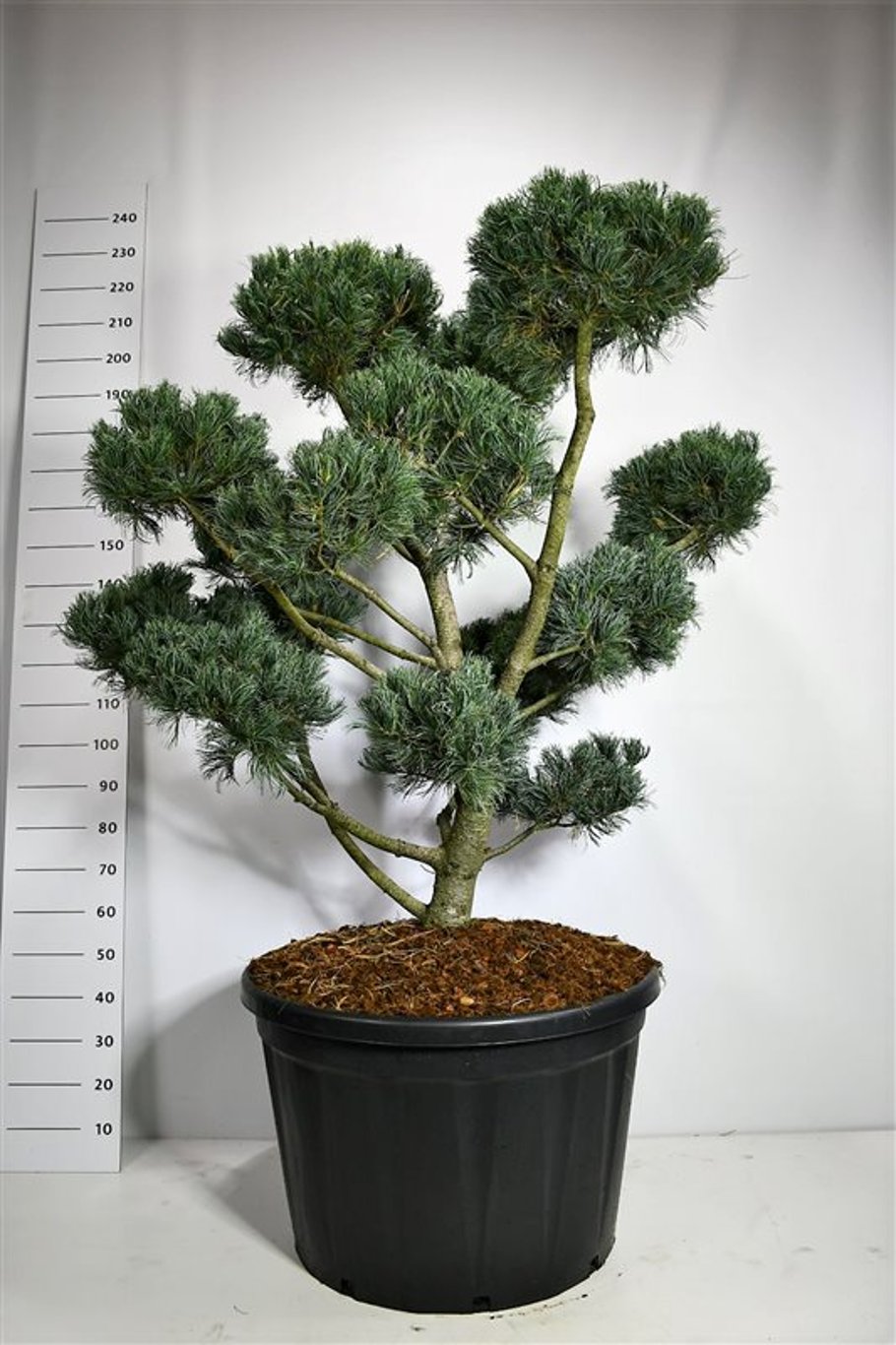 Pinus parv. 'Glauca' - 125-150 CM Bonsai Cont.